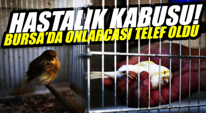 Bursa'da 80 tane kuş telef oldu