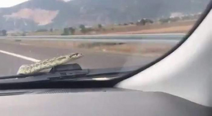 Otomobildeki o yılan için flaş gelişme
