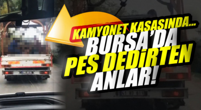 Pes dedirten görüntü