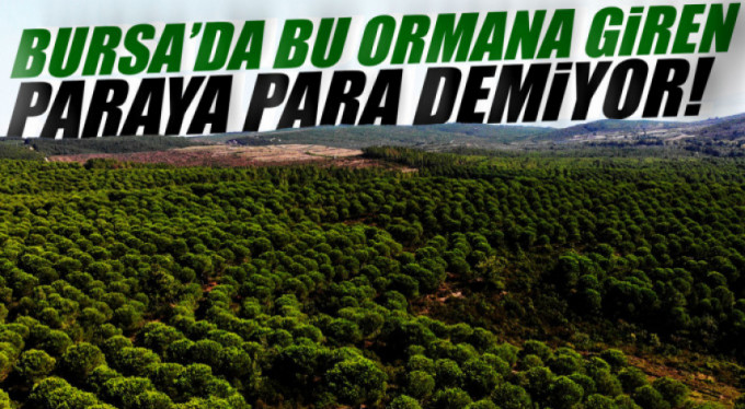 Bu ormana giren zengin oluyor