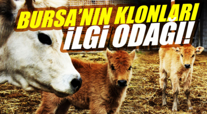 Bursa'nın klon sığırı aile oldu