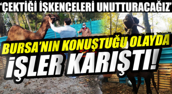 Bursa'da bir garip deve hikayesi