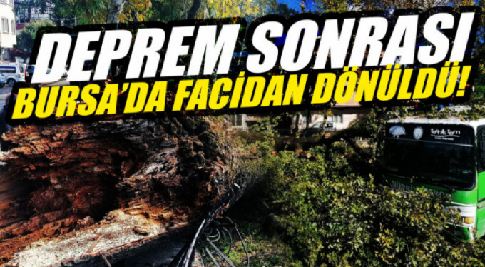 Anıt ağaç depreme dayanamadı