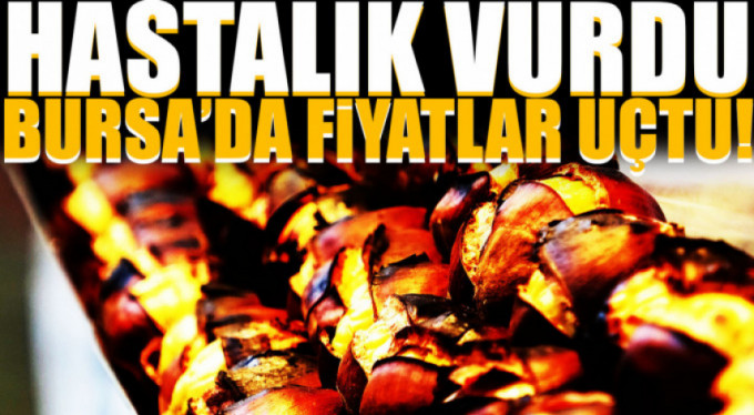 Bursa'da yetişiyor, altınla yarışıyor