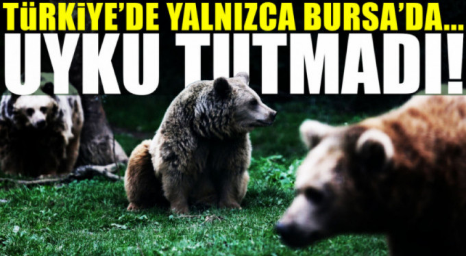 Ayıları kış uykusu tutmadı