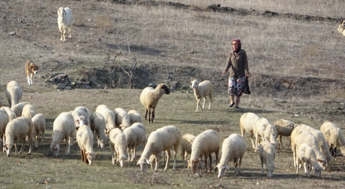 150 koyunla dağda bir başına