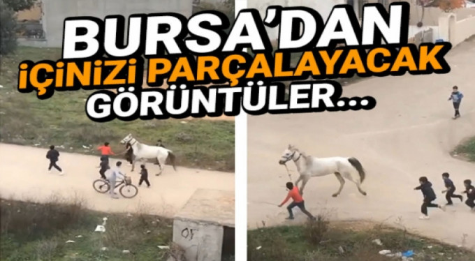 Yaralı atı böyle koşturdular