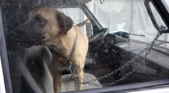 Köpeğini arabaya zincirleyip gitti