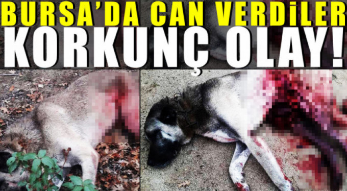 Köpekler telef oldu