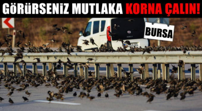 Sığırcık kuşlarından görsel şölen