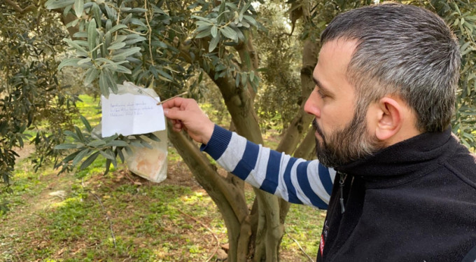 Zeytin ağacındaki not ve para şok etti