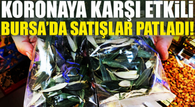 Zeytin yaprağına ilgi büyüyor