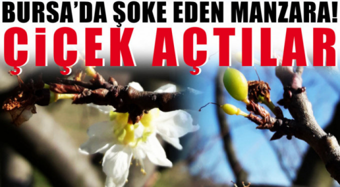 Kışın ortasında erik ağacı çiçek açtı