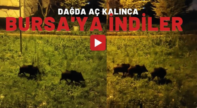 Domuzlar şehre indi..!