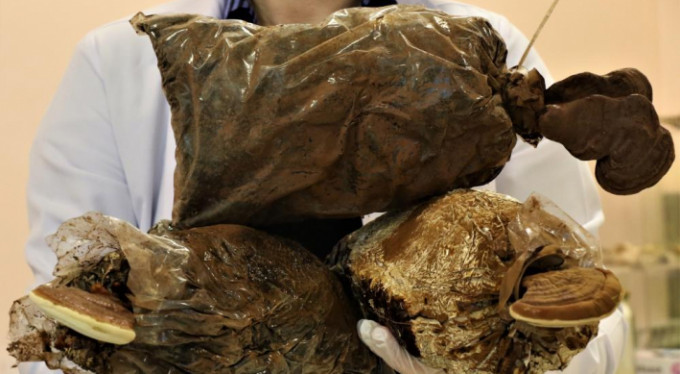 Egzamaya reishi mantarlı kremle son