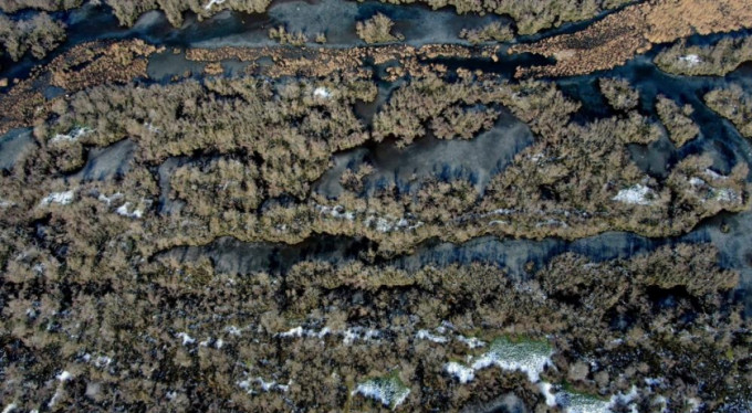 Buz tutan longoz ormanları görenleri büyülüyor