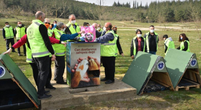 Sokak hayvanlarına sıcak yuva