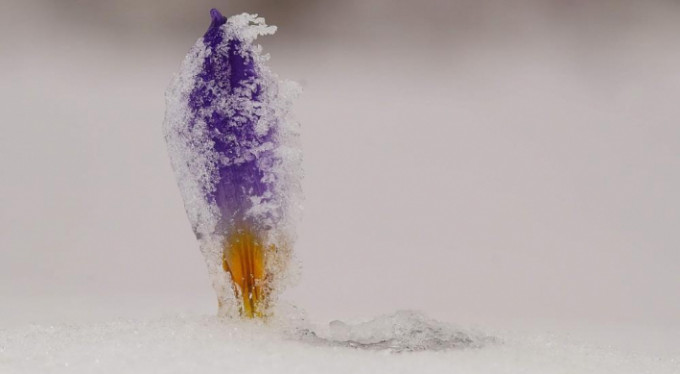 Bu çiçeği koparmanın cezası 80 bin lira oldu