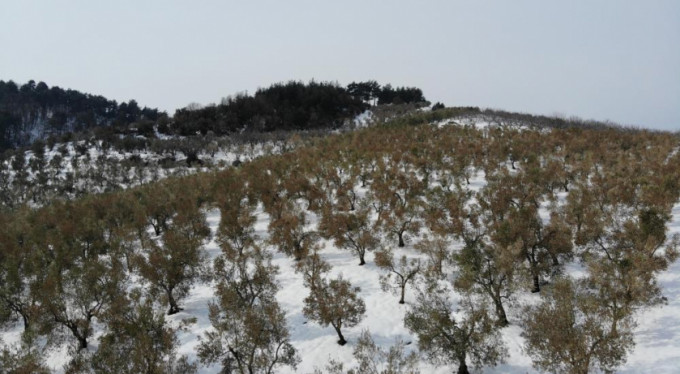 Zeytincilerden yardım çığlığı