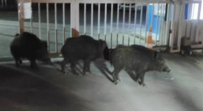 Aç kalan domuzlar Bursa sokaklarında