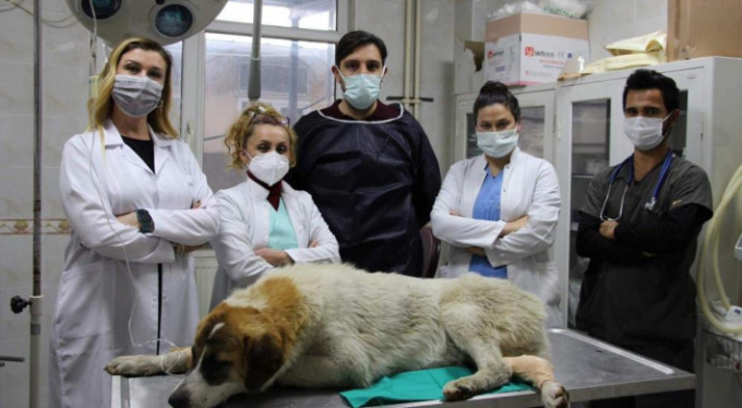 Otomobilin çarptığı köpeği hayata döndürdüler