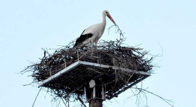 Yaren leylek çocuklara hediyeler getirdi