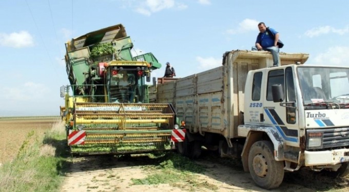 Bursa'da ıspanak hasadı başladı