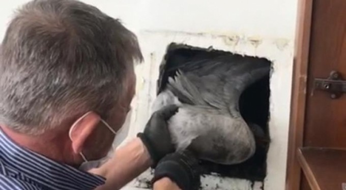 Bacaya sıkışan martı böyle kurtarıldı