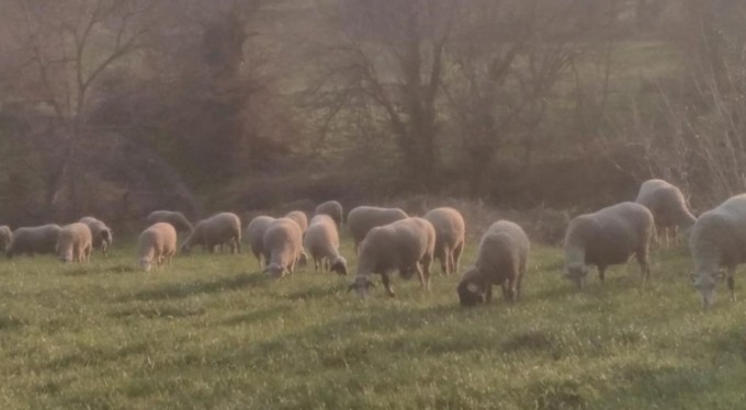 Kurtlar köylülerin kabusu oldu