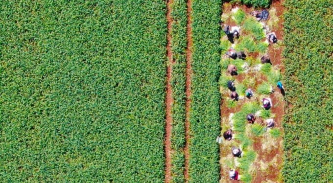 Doğal antibiyotik hasadı başladı