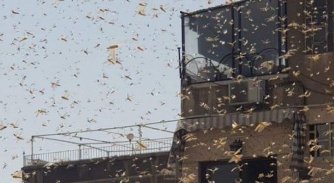 Şam'da çekirge istilası