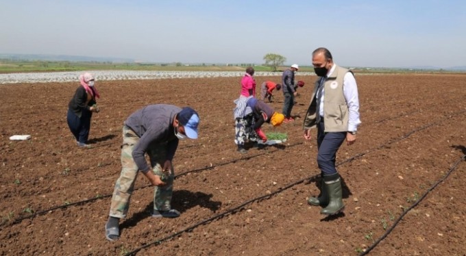Mevsimlik işçiler mesaiye başladı