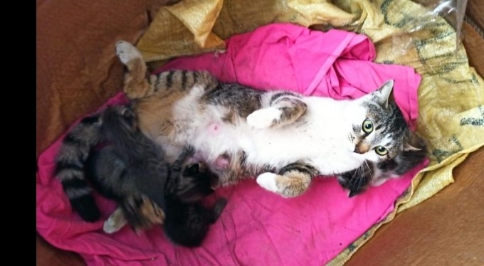 Canilerin silahla vurduğu kediyi tedavi ettirdi