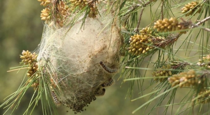 Terminatör böcekler mesaiye başladı