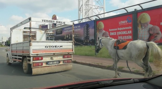 O eziyet kilometrelerce sürdü, hangisi hayvan?