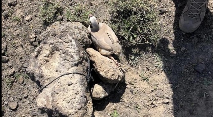 2 kekliğe 11 bin TL ödediler