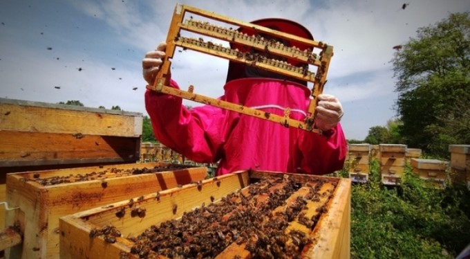 Bu sütün kilosu 8 bin liradan satılıyor