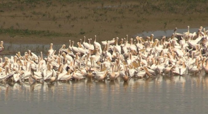 Bursa'nın özlenen misafirleri geldi
