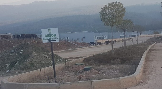 Proje hüsran oldu, BESOB sitesinde inekler otluyor