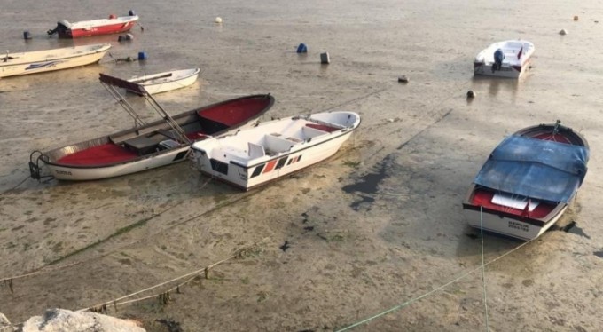 Gemlik Körfezi'nde korkutan balık ölümleri