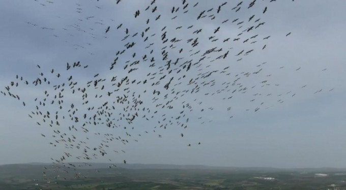 Göçmen pelikanların dansı büyüledi