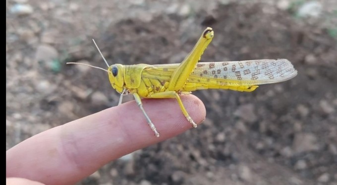 Güneydoğu çekirge istilasına mı uğrayacak?