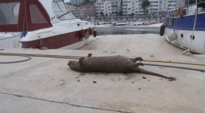 Salyalar sardı, balıklardan sonra su samuru da öldü