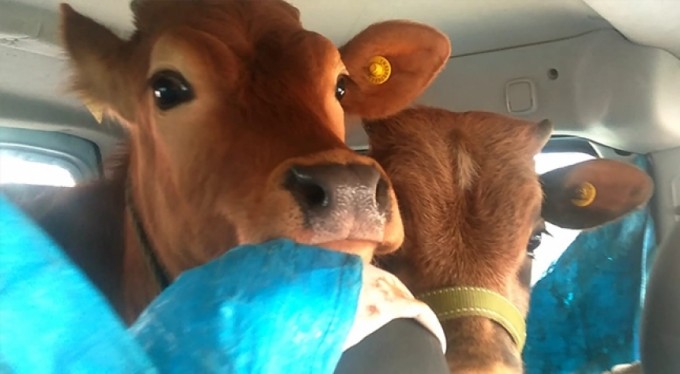 'Dana Ferhat' olayı 19 yıl sonra Rize'de gerçek oldu