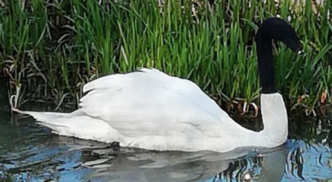İngiltere'de barbarlık, kuğunun başına çorap geçirdiler