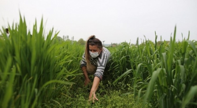 Bursa'da kimyasal kullanmadan buğday üretiyor