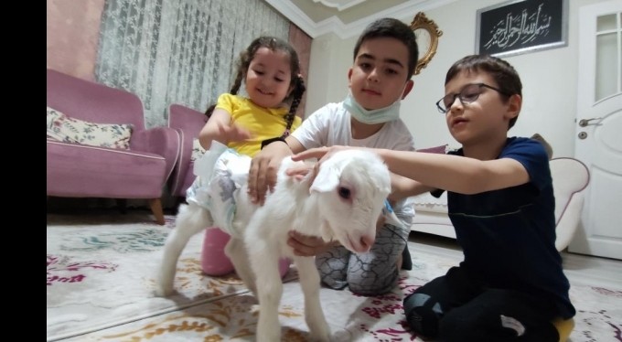 Altını bağlayıp evlerde çocuk gibi oğlak bakıyorlar