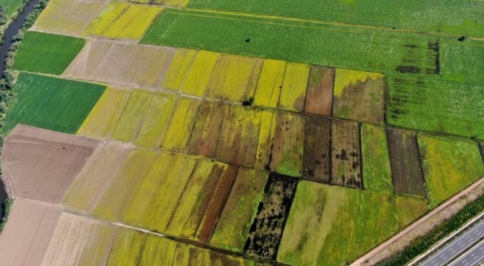 Bursa'da hasat öncesi tarlalar halı desenlerini aratmadı