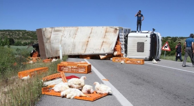 Canlı tavuk yüklü TIR devrildi, yüzlerce tavuk telef oldu