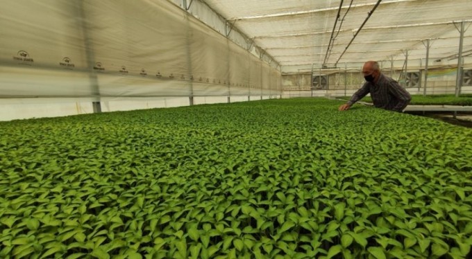 Bursa'da, milyonlarca sebze fidesi elde kaldı